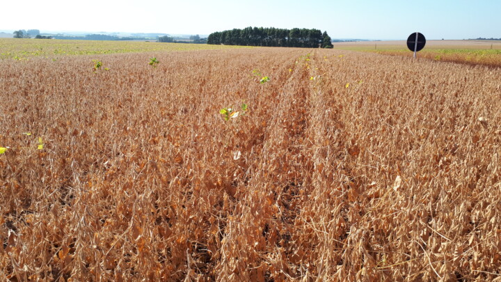 Navios já esperam safra recorde para embarcar