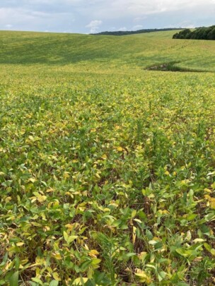 soja sofrendo com a seca no pr 3 janeiro 2022 2 KjouE