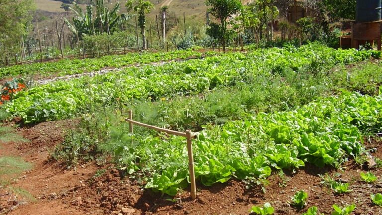 Agricultores do Norte de Minas ganham nova opção de vendas