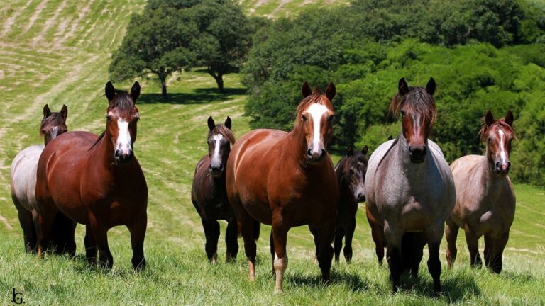 Cavalo Crioulo tem seus resultados de 2021 divulgados