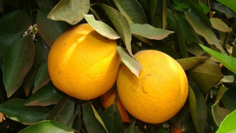 Citrus monitorado digitalmente por Bayer com Adroit Robotics