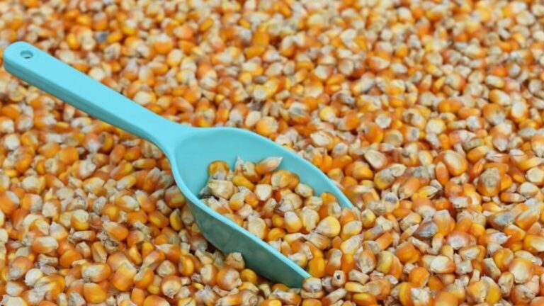 Conab renova estimativa para 268,2 milhões de toneladas de grãos