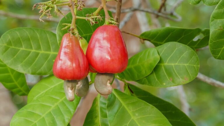 Embrapa disponibiliza 1,2 milhão de mudas de cajueiro-anão