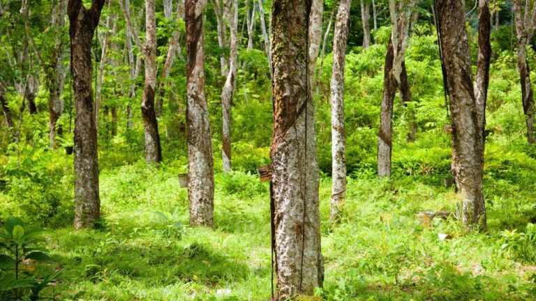 Embrapa disponibilizará mudas de clones de seringueira selecionados