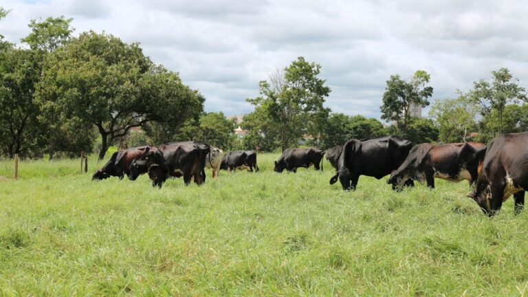 Gado Girolando agora tem vitrine tecnológica