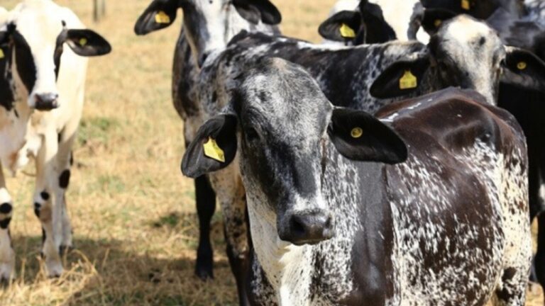 Girolando bate recorde de animais registrados