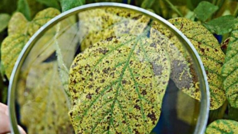 MAPA amplia os períodos de vazio sanitário da ferrugem asiática da soja para 2022