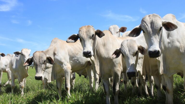 Manejo correto de bezerros minimiza impactos negativos no pós-desmame