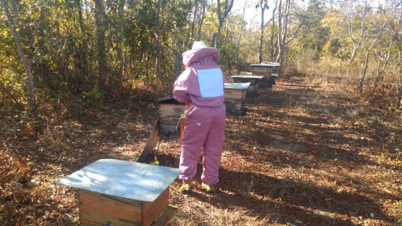 Mel do Norte de Minas Gerais recebe Indicacao Geografica1