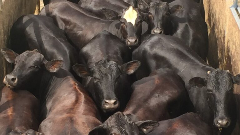 Não existe carne premium sem uma perfeita nutrição