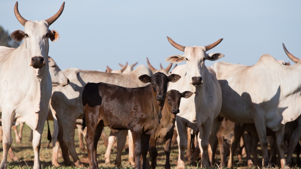 Nao existe producao de carne premium no cruzamento industrial sem uma dieta adequada.