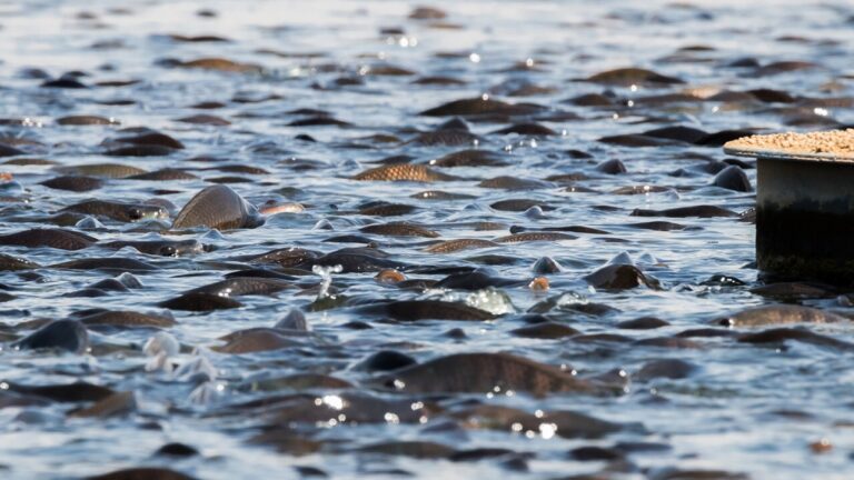 Produtividade de peixes e camarões por imunidade baixa