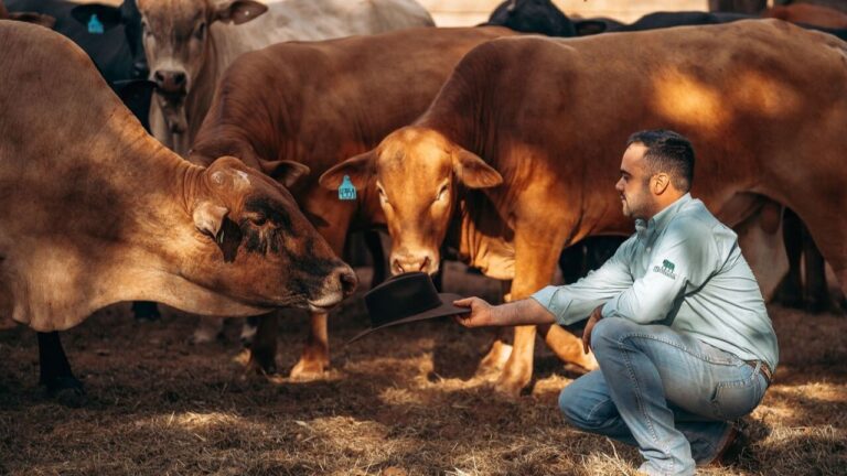 Produtividade do gado Montana é o foco da JP Agronegócios