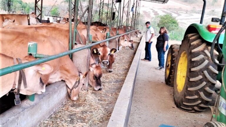 Produtores mineiros são beneficiados por cooperativas “virtuais”