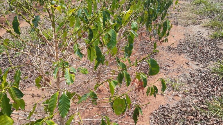 Seguro rural é importante para minimizar perdas