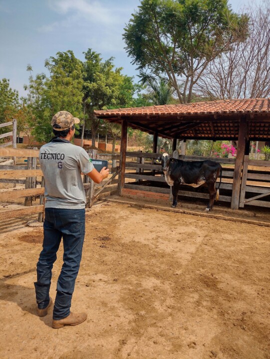 Girolando bate recorde de animais registrados Tecnico da Girolando durante inspecao para registro dos animais