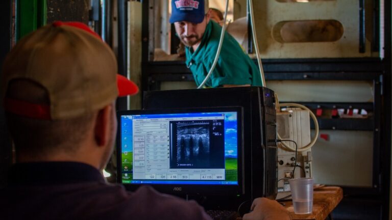 Ultrassonografia de carcaça permite conhecer o boi por dentro