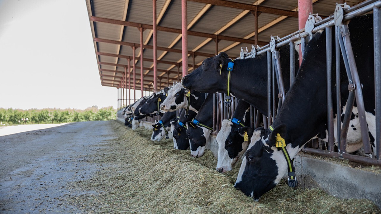 Veterinários têm ferramenta de auxílio na hora de decidir Veterinarios tem ferramenta de auxilio na hora de decidir 1