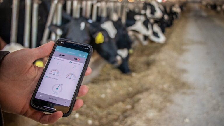 Veterinários têm ferramenta de auxílio na hora de decidir