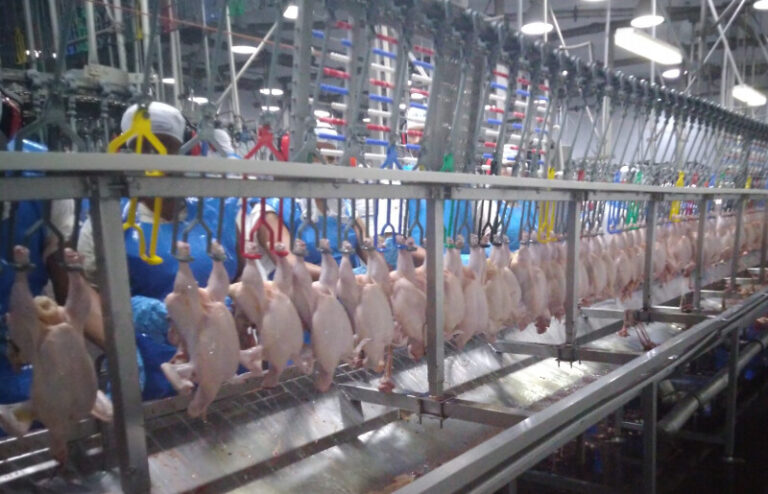 Bahia quer garantir excelência da carne de frango no estado