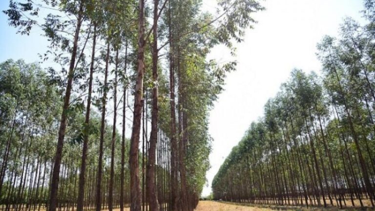 Produtos florestais exportados do MS somam US$ 1,5 bilhão