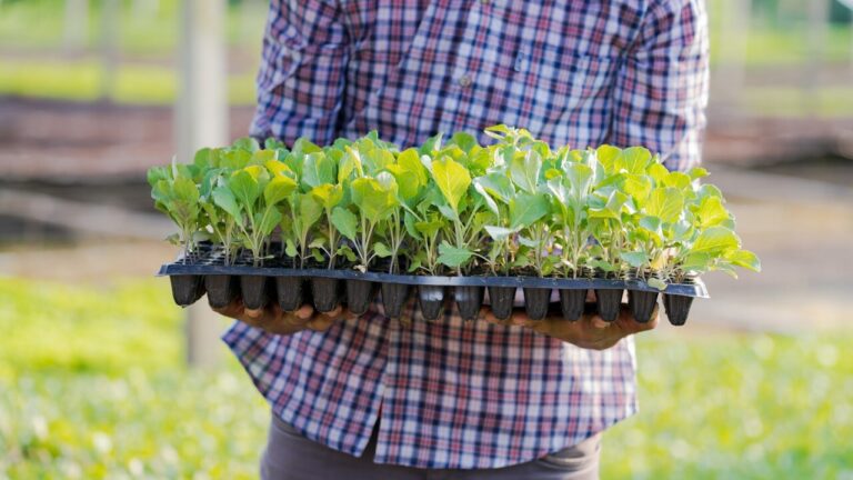 “Plante Mais” chega a Santa Luzia do Oeste RO