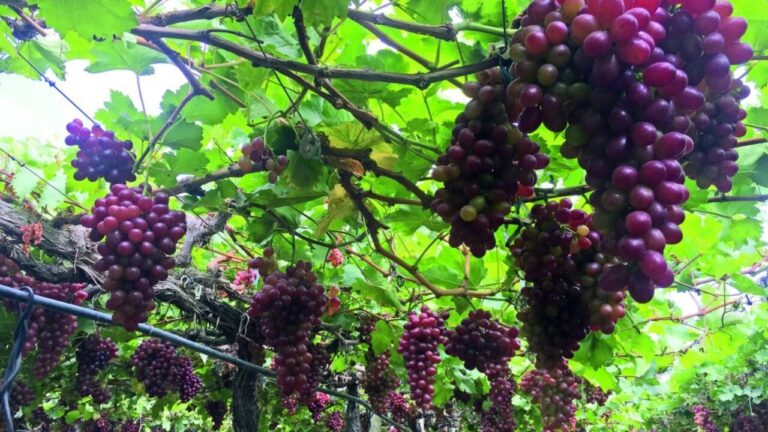 Maior diversificação e mais rentabilidade na Serra Gaúcha