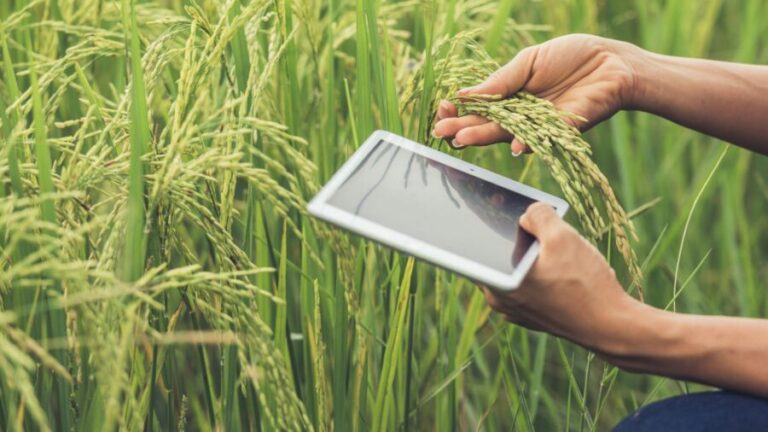 Campear anuncia abertura de franquias em SC e PR para o mercado agro