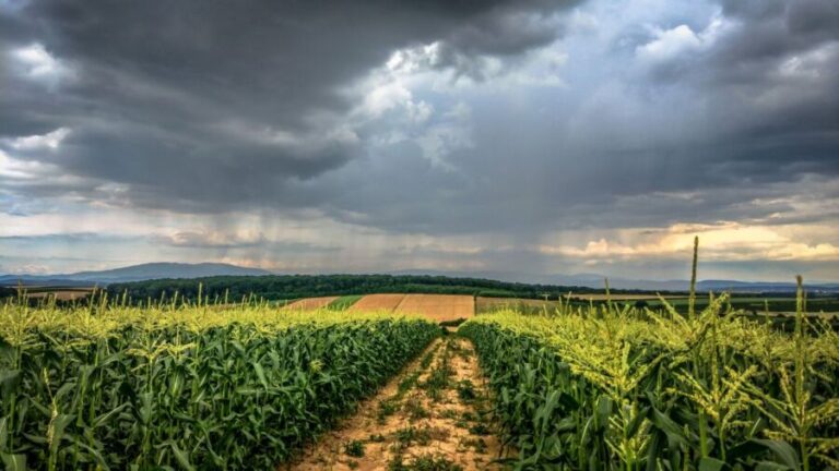 Chuvas generalizadas em grande parte das regiões produtoras do Brasil 