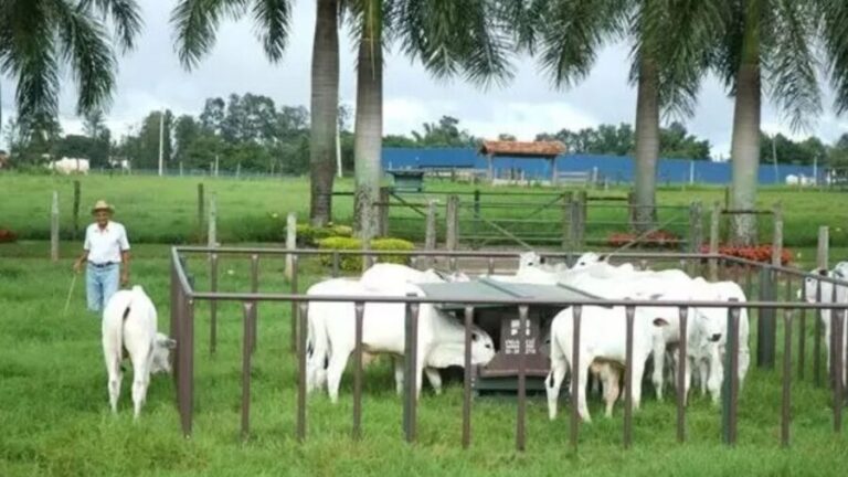 Creep Grazing: sistema de suplementação com pastagem