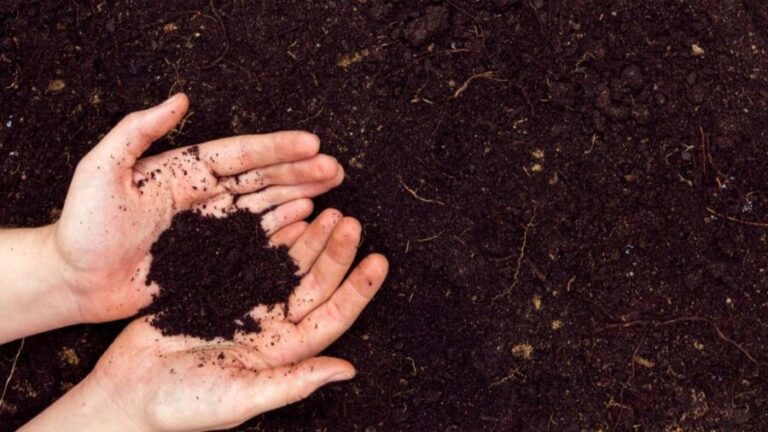 Dependência de fertilizantes químicos é desafio para o Brasil