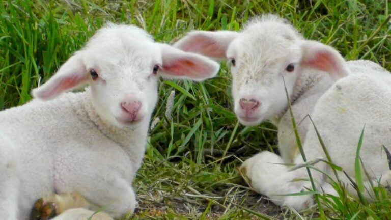 Em um ano, o abate de ovinos cresce mais de 46% no Mato Grosso do Sul