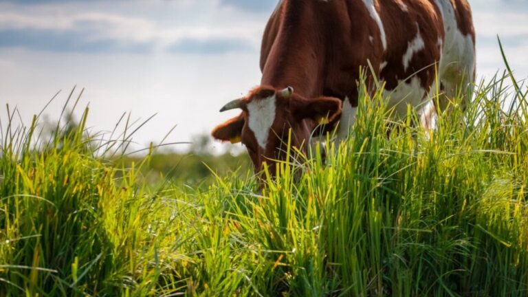 Impactos socioeconômicos da recuperação de pastagens