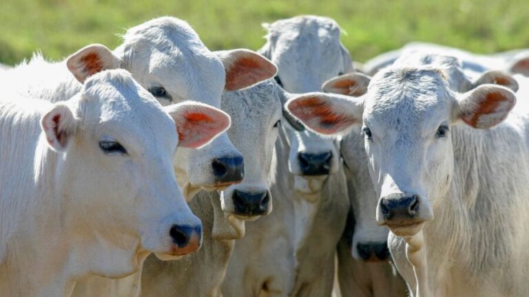 Mercado de genética bovina registra crescimento de mais de 21% em 2021 