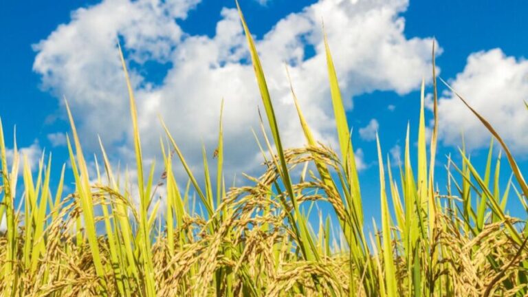 Produção de arroz de terras altas diversifica os grãos no Cerrado