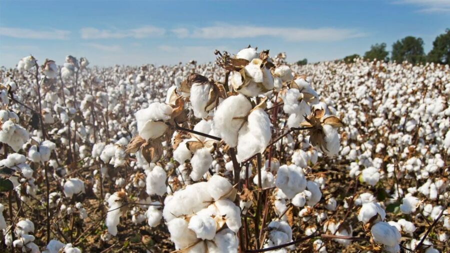 Safra 202122 cresce 4%, apesar das intempéries de La Niña - algodão