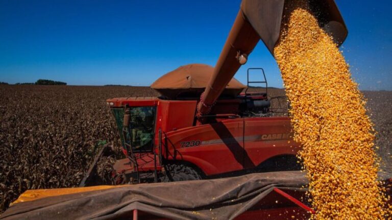 Safra 202122 cresce 4%, apesar das intempéries de La Niña - milho