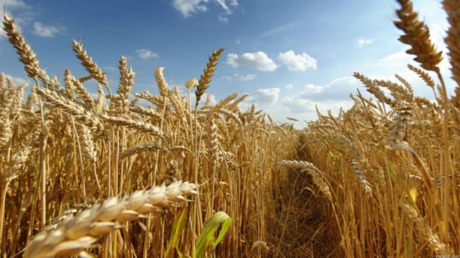 Safra 202122 cresce 4%, apesar das intempéries de La Niña - trigo