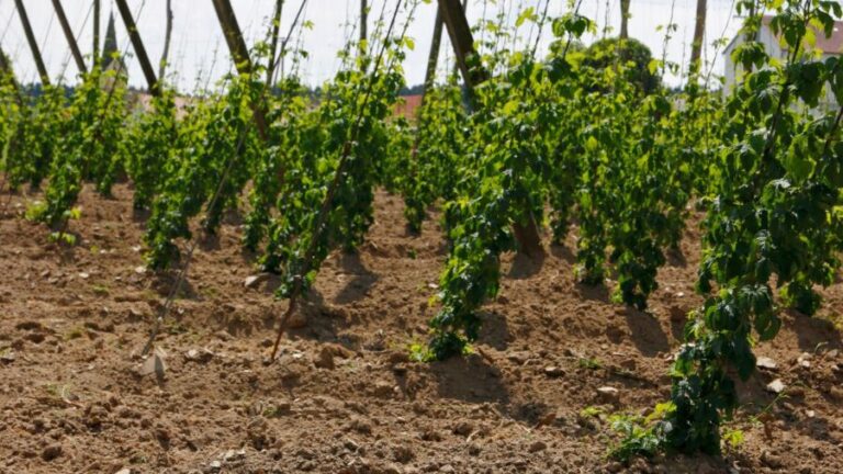 Tecnologias para fomento à cadeia do lúpulo e incentivo à agricultura familiar 