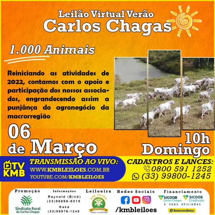 cartaz leilao