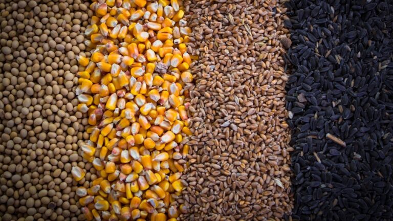 Commodities agrícolas na “tempestade perfeita”