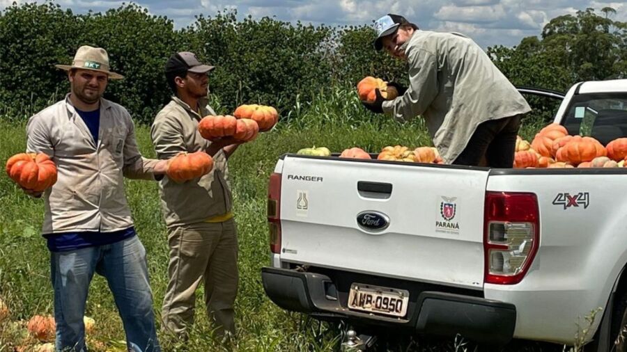 Experimento apresenta resultados 50% acima da média em produção de abóboras doacao de aboboras