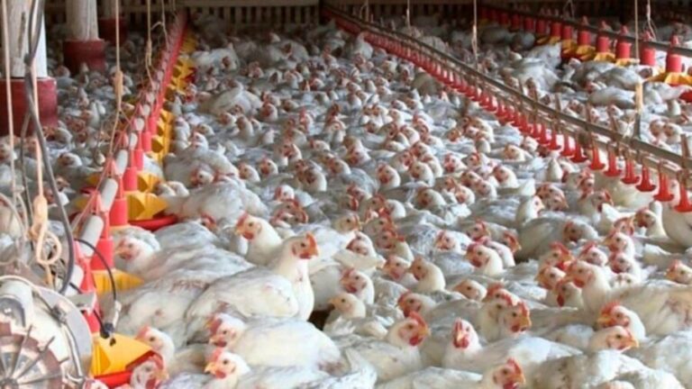 Crescem exportações de carne de frango crescem no 1º bimestre