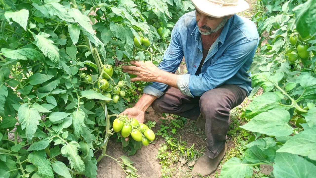 Agricultores de orgânicos recorrem à homeopatia nas lavouras homeopatia 2