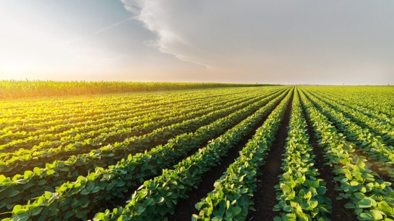 Agropecuária é quase 1/3 do PIB brasileiro