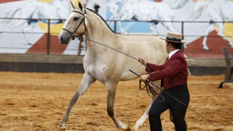 40ª Expo Internacional do Cavalo Puro Sangue Lusitano acontece no Guarujá