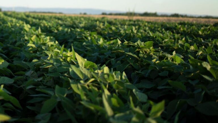 Agronegócio goiano bate recorde de exportações com US$ 1,2 bilhão no mês de março