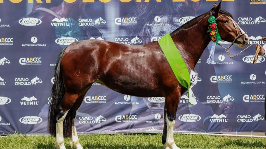 Cavalo Crioulo: Primeira seletiva marca o retorno das Exposições Passaportes do ciclo 2022 Cavalo Crioulo Primeira seletiva marca o retorno das Exposicoes Passaportes do ciclo 2022 1