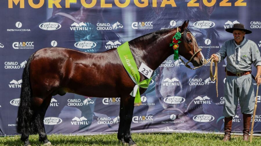Cavalo Crioulo: Primeira seletiva marca o retorno das Exposições Passaportes do ciclo 2022 Cavalo Crioulo Primeira seletiva marca o retorno das Exposicoes Passaportes do ciclo 2022 2