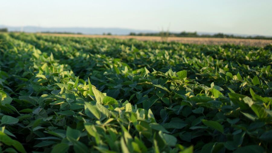 Colheita e venda de soja do Brasil ficam mais lentas, segundo consultoria